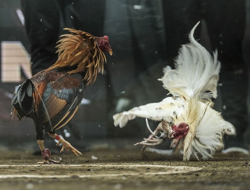 Ưu tiên lựa chọn những giống gà có sức bền để thi đấu