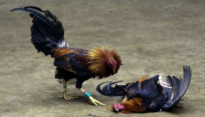 Người chơi không thể không cân nhắc đến thời điểm cược. Người chơi không thể không cân nhắc đến thời điểm cược.