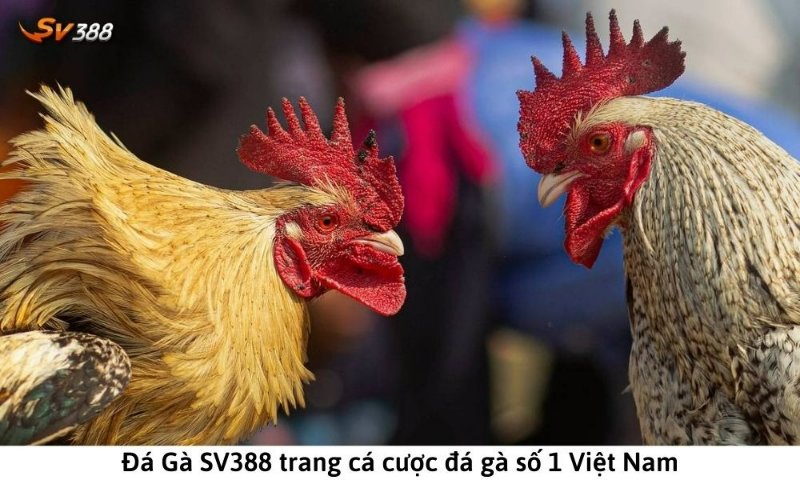 Nhà cái đá gà sv388