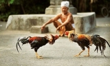 Kinh nghiệm đá gà cựa dao nắm chắc phần thắng